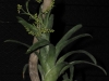 Catopsis morreniana