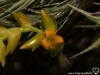 Racinaea crispa fleur