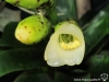 Vriesea racinae fleur