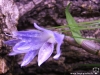 Dendrobium victoria-reginae fleur