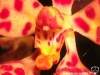 Renanthera monachica labelle