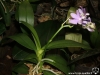 Dtps Purple Martin 'KS' (syn. Phalaenopsis Purple Martin 'KS')