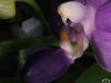 Dtps Purple Martin 'KS' (syn. Phalaenopsis Purple Martin 'KS') labelle