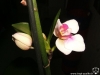 Keiki de Phalaenopsis en fleur
