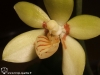 Phalaenopsis cochlearis labelle