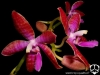 Phalaenopsis lueddemanniana inflorescence