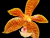 Phalaenopsis manii x florencensis