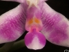 Phalaenopsis modesta labelle