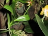 Phalaenopsis pantherina