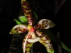 Phalaenopsis pantherina fleur