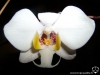 Phalaenopsis philippinensis fleur