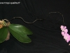 Phalaenopsis sanderiana floraison longue hampe