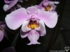 Phalaenopsis schilleriana fleur