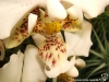Phalaenopsis stuartiana labelle