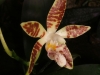 Phalaenopsis sumatrana fleur