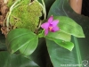 Phalaenopsis violacea var. malaya