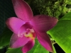 Phalaenopsis violacea var. malaya fleur