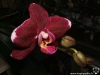 Phalaenopsis Elegant Debora fleur