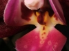 Phalaenopsis Elegant Debora labelle