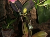 Phalaenopsis Joy Sara Lady