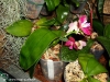 Phalaenopsis (African Queen x Coral Isles) x lueddemanniana