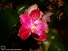 Phalaenopsis (African Queen x Coral Isles) x lueddemanniana fleur