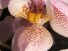 Phalaenopsis Philadelphia (P. schilleriana x P. stuartiana) labelle