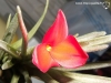 Tillandsia albertiana spécimen #1 fleur