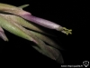 Tillandsia ariza-juliae fleur