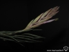 Tillandsia ariza-juliae inflorescence