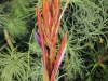 Tillandsia balbisiana inflorescence