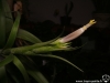 tillandsia belloensis fleur
