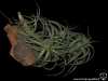Tillandsia bergeri (très probablement un hybride) spécimen #4