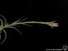 Tillandsia bergeri (très probablement un hybride) spécimen #4 inflorescence