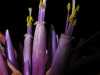 Tillandsia brachycaulos fleur