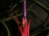 Tillandsia bulbosa fleur