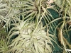 Tillandsia cacticola spécimen #2 (forme nettement caulescente, avec des petites feuilles)