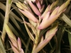 Tillandsia cacticola spécimen #2 (forme nettement caulescente, avec des petites feuilles) inflorescence