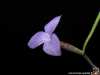 Tillandsia caerulea spécimen #2 fleur
