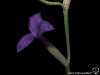 Tillandsia caerulea spécimen #1 fleur