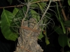 Tillandsia caerulea spécimen #3 (forme naine)