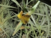 Tillandsia caliginosa fleur jaune