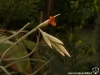 Tillandsia caliginosa inflorescence