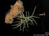 Tillandsia capillaris spécimen # 10 (forma virescens = T. virescens)