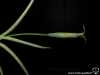 Tillandsia capillaris spécimen # 10 (forma virescens = T. virescens) inflorescence