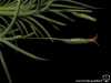 Tillandsia capillaris spécimen #4 (forma virescens = T. virescens) inflorescence