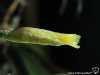 Tillandsia capillaris spécimen #5 (forma incana = T. capillaris) fleur