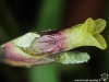 Tillandsia capillaris spécimen #2 (forma incana = T. capillaris) fleur
