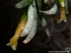 Tillandsia capillaris spécimen #1 fleur