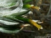 Tillandsia capillaris spécimen #1 inflorescence